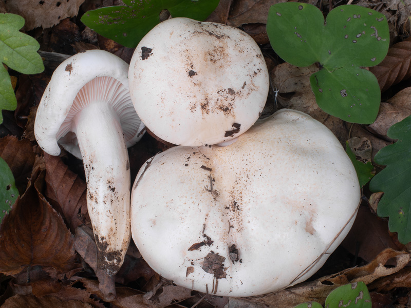 Hygrophorus penarioides